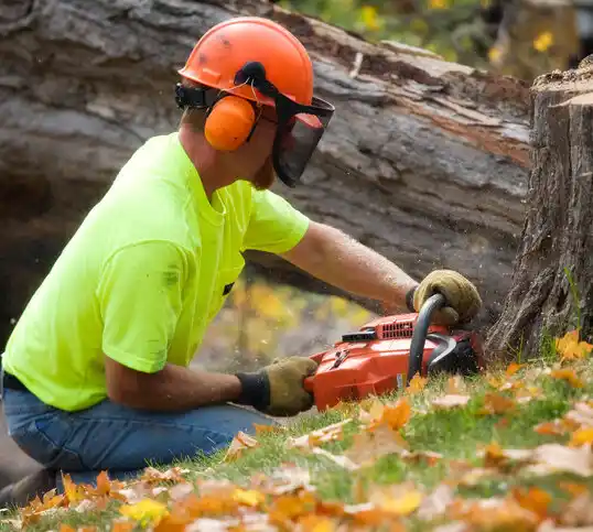 tree services Clare